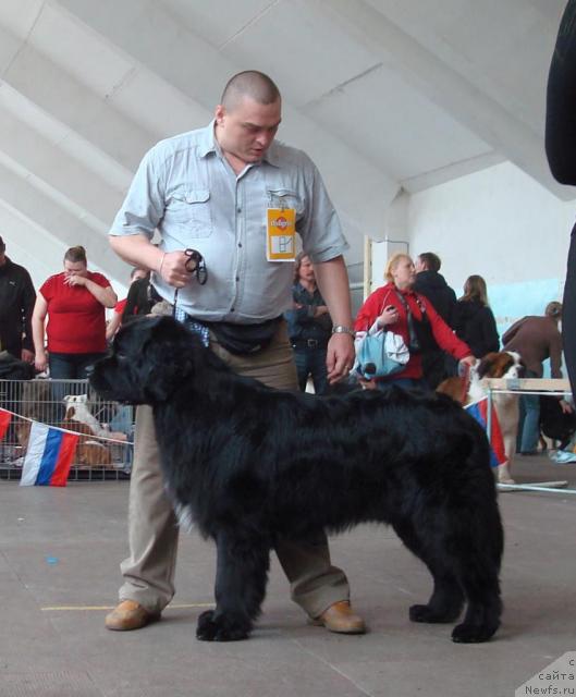 Фото: ньюфаундленд Маг Исполин Кристофер