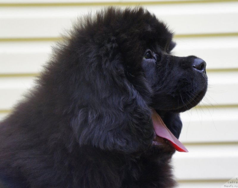 Фото: ньюфаундленд Смигар Ланком Визаж