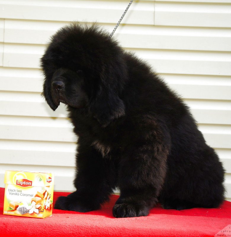 Фото: ньюфаундленд Смигар Легенда Весны (Smigar Legenda Vesny)