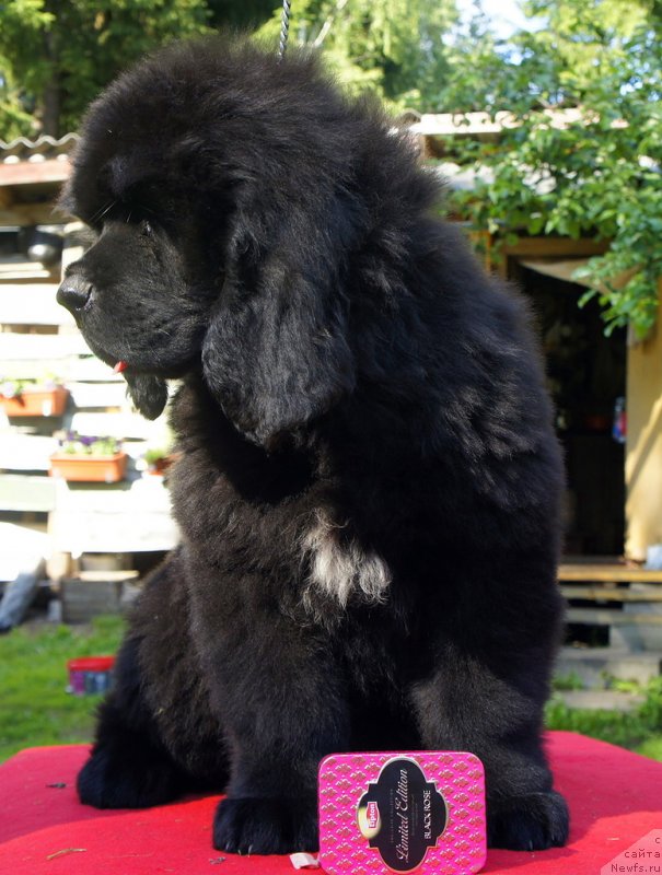 Фото: ньюфаундленд Смигар Лариста Бьюти