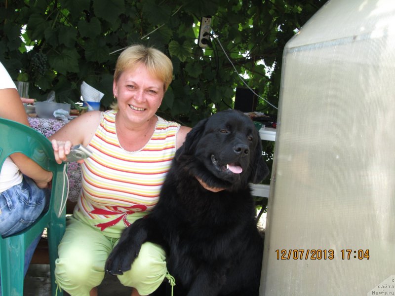 Фото: ньюфаундленд Чинуа Декам Лаки Дэвил