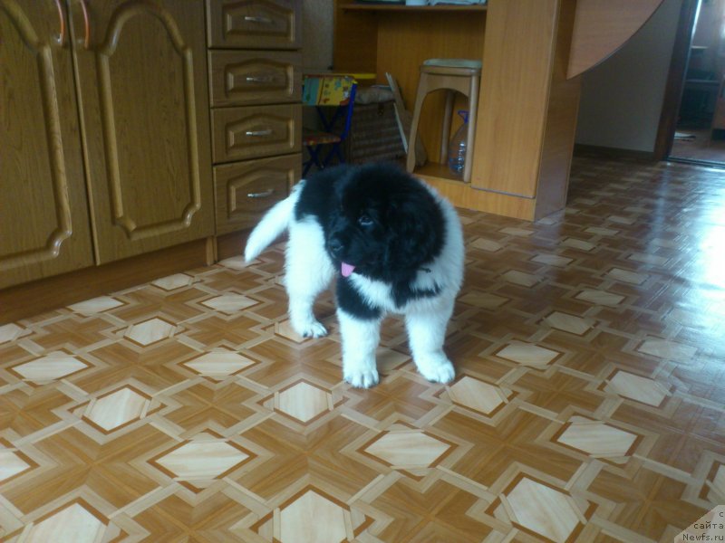 Фотография № 131156