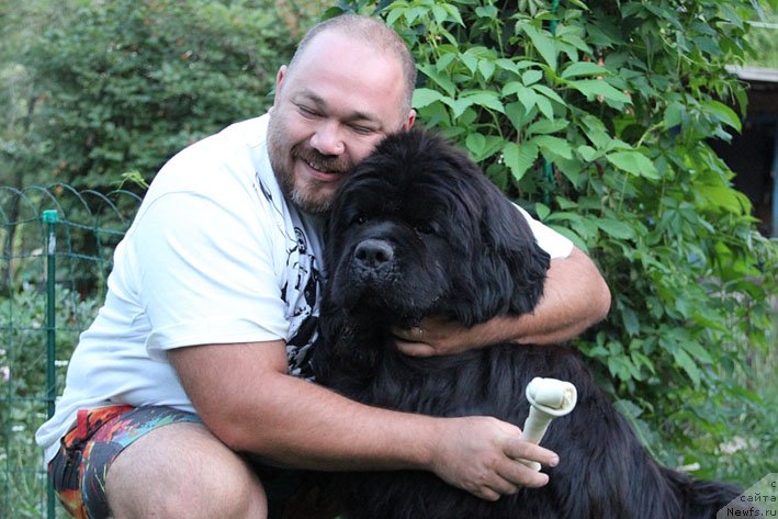 Фото: ньюфаундленд Доджер от Сибирского Медведя (Dodger ot Sibirskogo Medvedja), Кирил Ермаков