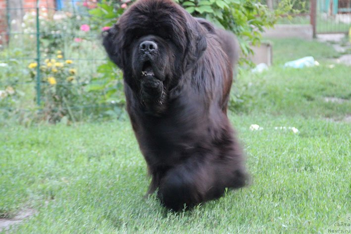 Фото: ньюфаундленд Доджер от Сибирского Медведя (Dodger ot Sibirskogo Medvedja)