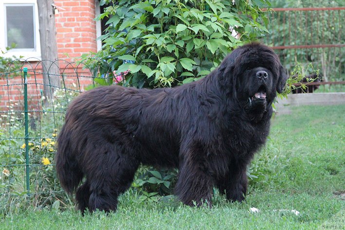 Фото: ньюфаундленд Доджер от Сибирского Медведя (Dodger ot Sibirskogo Medvedja)