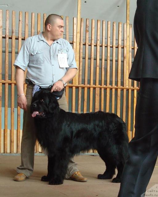 Фото: ньюфаундленд Маг Исполин Кристофер