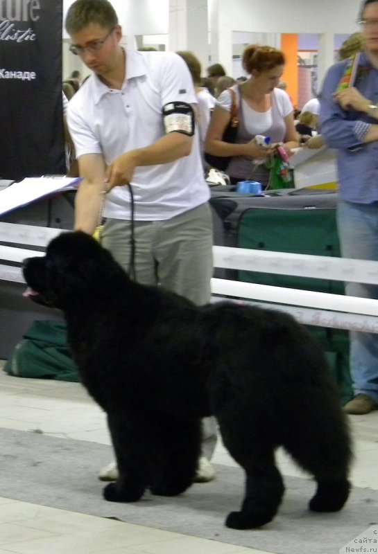 Фото: ньюфаундленд Ursinus Velutus Touch Of Magic