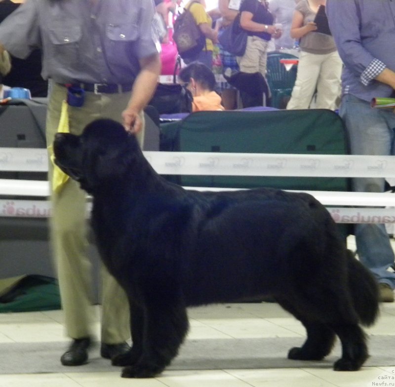 Фото: ньюфаундленд Акватория Келвин Кадриль (Aquatoriya Kelvin Kadril), Александр Жаков