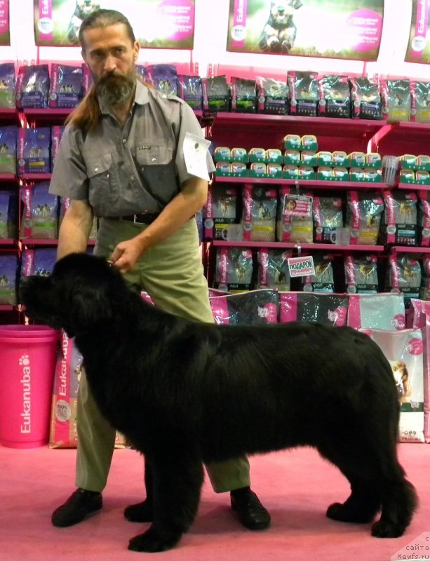 Фото: ньюфаундленд Акватория Келвин Кадриль (Aquatoriya Kelvin Kadril), Александр Жаков