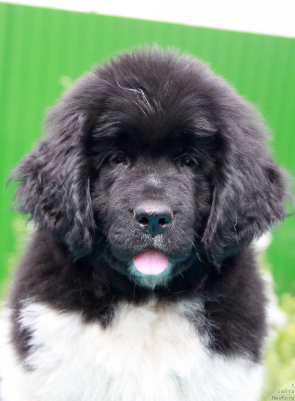 Фотография № 131177