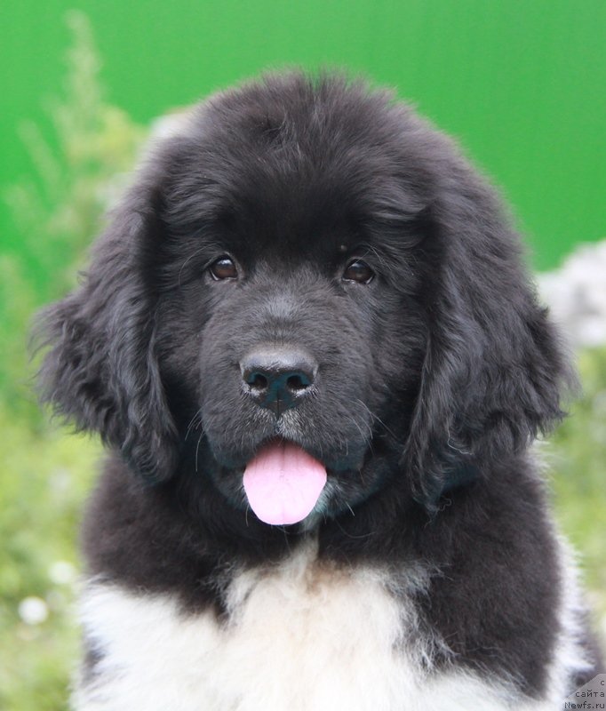 Фото: ньюфаундленд Аквиан Сонг Кисс Фром Роуз (Akvian Song Kiss from Rouz)