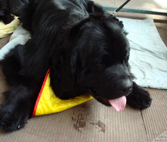 Фото: ньюфаундленд Маг Исполин Кристофер