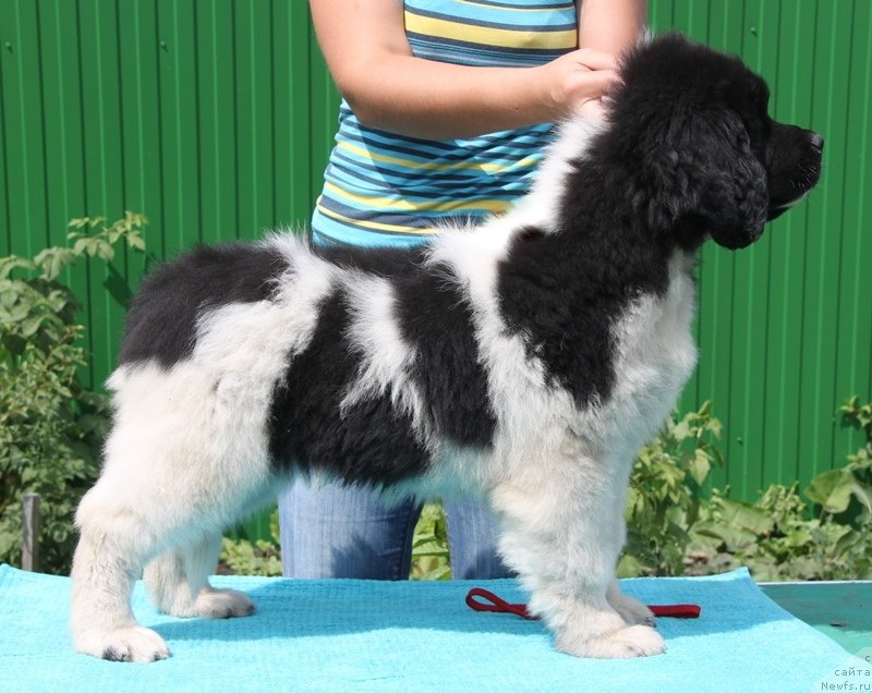 Фото: ньюфаундленд Аквиан Сонг Кисс Фром Роуз (Akvian Song Kiss from Rouz)