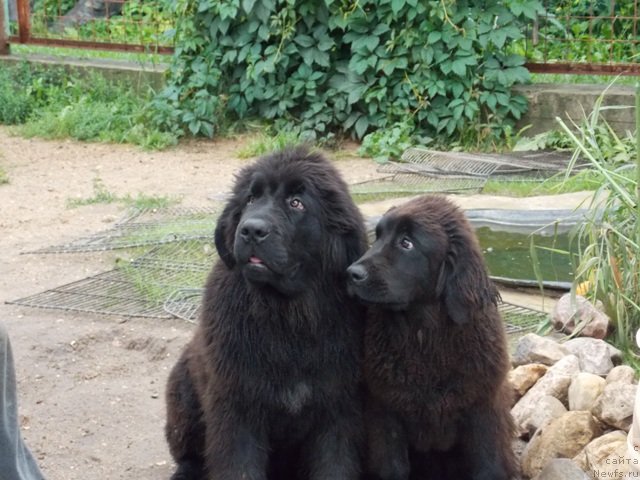 Фотография № 131185