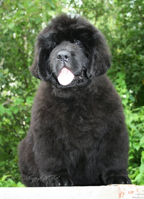 Фото: ньюфаундленд Черная Мафия Меант То Бе (Chernaya Mafia Meant To Be)