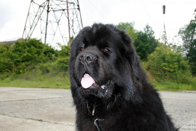 Фото: ньюфаундленд Потап Фидель