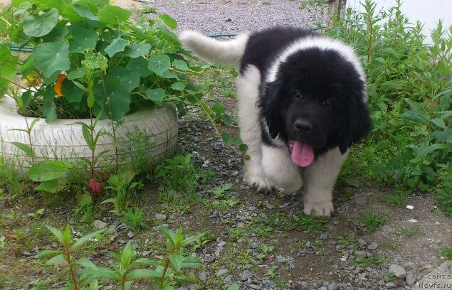 Фото: ньюфаундленд Аквиан Сонг Карамель