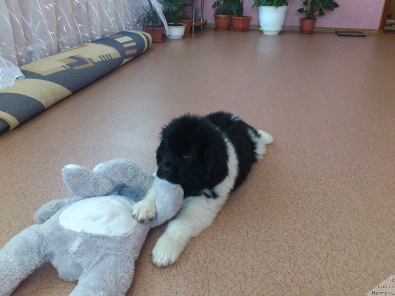 Фото: ньюфаундленд Аквиан Сонг Карамель