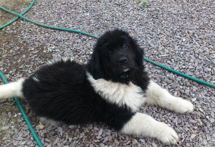 Фото: ньюфаундленд Аквиан Сонг Карамель