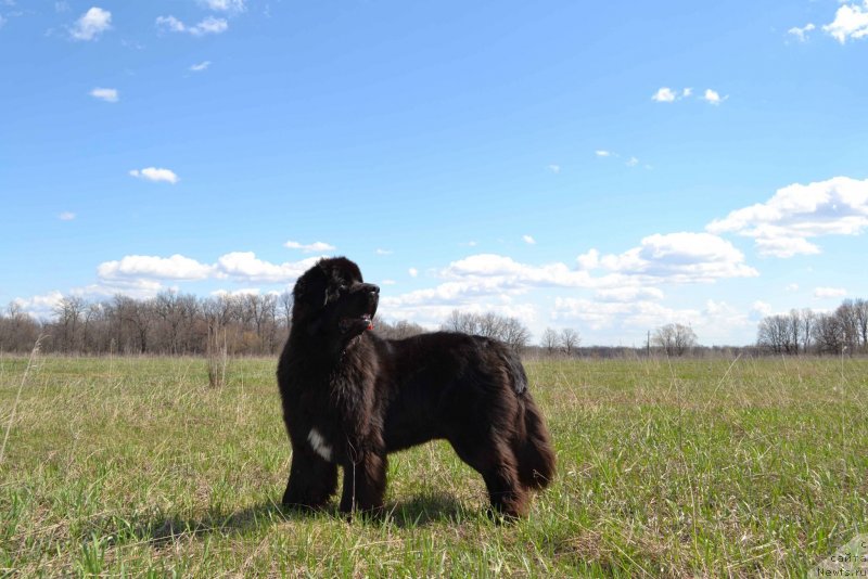 Фото: ньюфаундленд Кипер Соул Лайон Хэерт