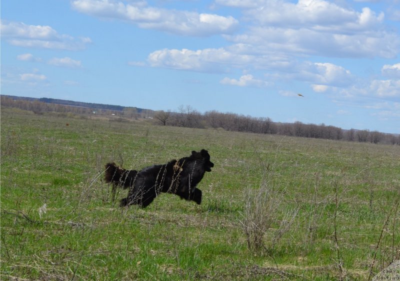 Фото: ньюфаундленд Кипер Соул Лайон Хэерт
