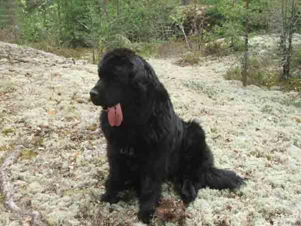 Фото: ньюфаундленд Плюшевая Панда Анабелла Бьютифул (Plushevaya Panda Anabella Beautiful)