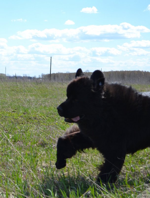 Фото: ньюфаундленд Кипер Соул Лайон Хэерт