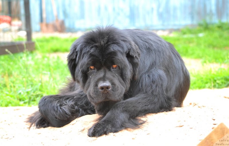 Фото: ньюфаундленд Их Высочество Владлена Маджикс