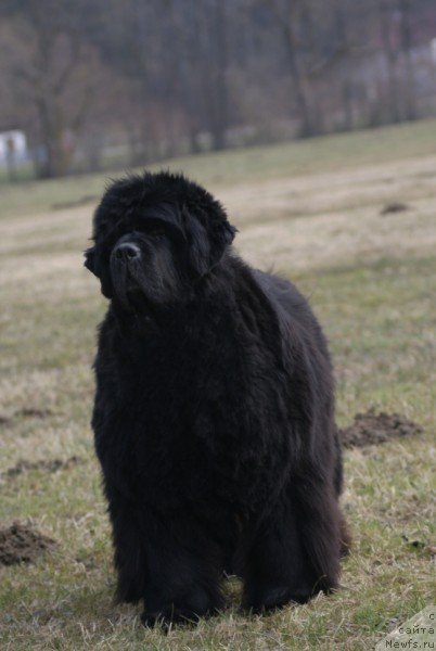 Фото: ньюфаундленд Kendian's In Your Eyes