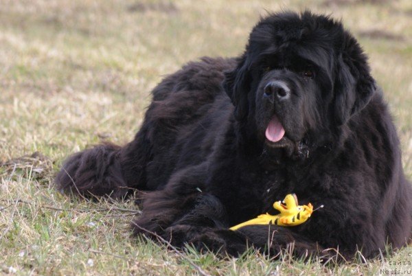 Фото: ньюфаундленд Kendian's In Your Eyes