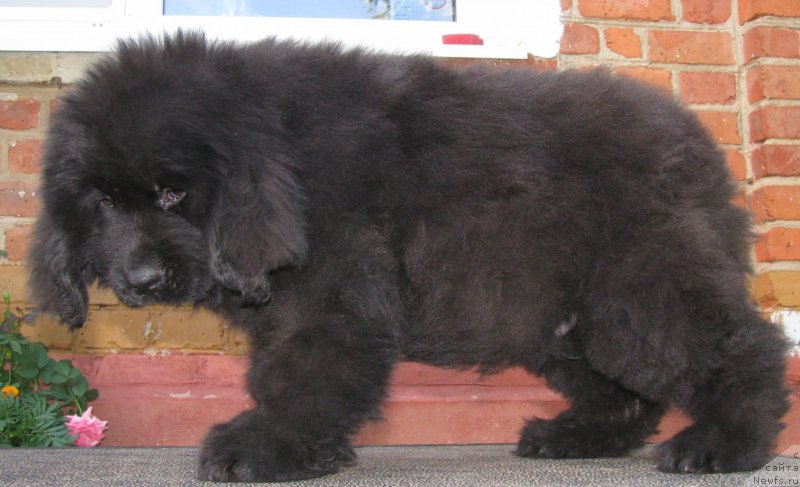 Фото: ньюфаундленд Аквилегия Нежная, ньюфаундленд Премиум Брайт