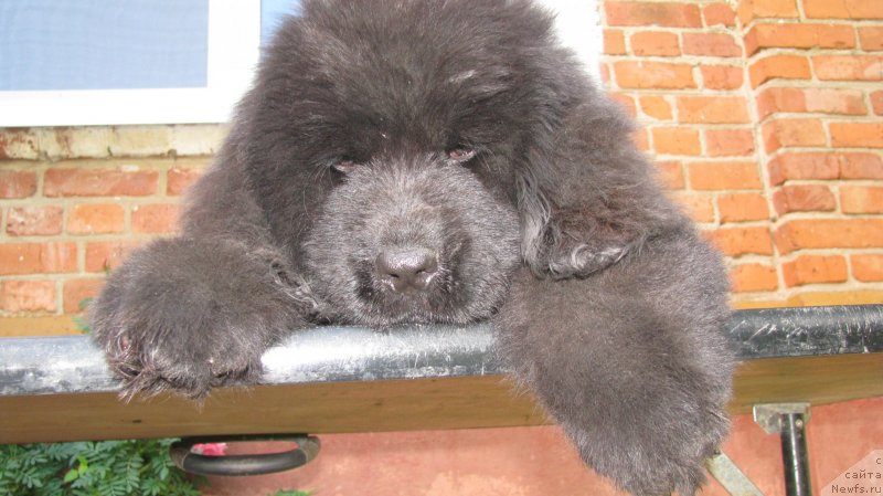 Фото: ньюфаундленд Аквилегия Нежная, ньюфаундленд Премиум Брайт