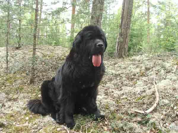 Фото: ньюфаундленд Плюшевая Панда Анабелла Бьютифул (Plushevaya Panda Anabella Beautiful)