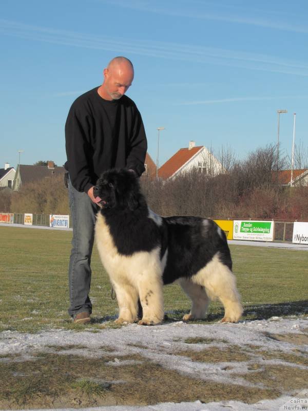 Фото: ньюфаундленд Very Fairweathers U May Pick Me To C'B