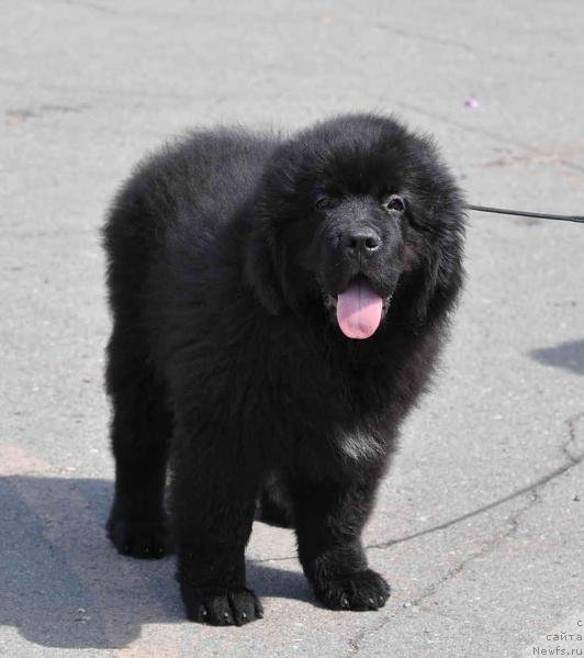 Фотография № 131214