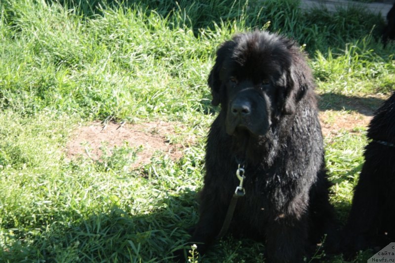 Фото: ньюфаундленд Ютуб Фор Ю