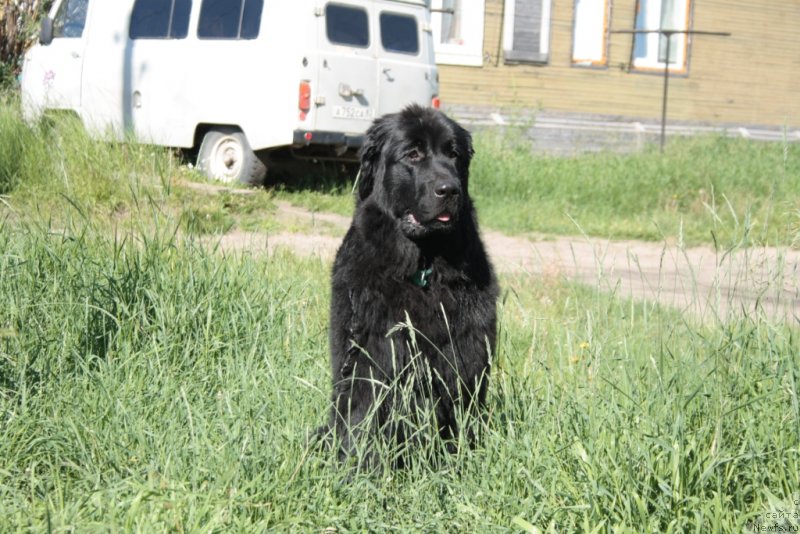 Фото: ньюфаундленд Юкка Фловер