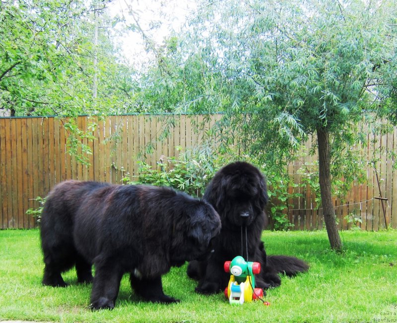 Фото: ньюфаундленд Very Fairweathers X'Got The Rhythm, ньюфаундленд Cristalmar Cadeaux de Noel