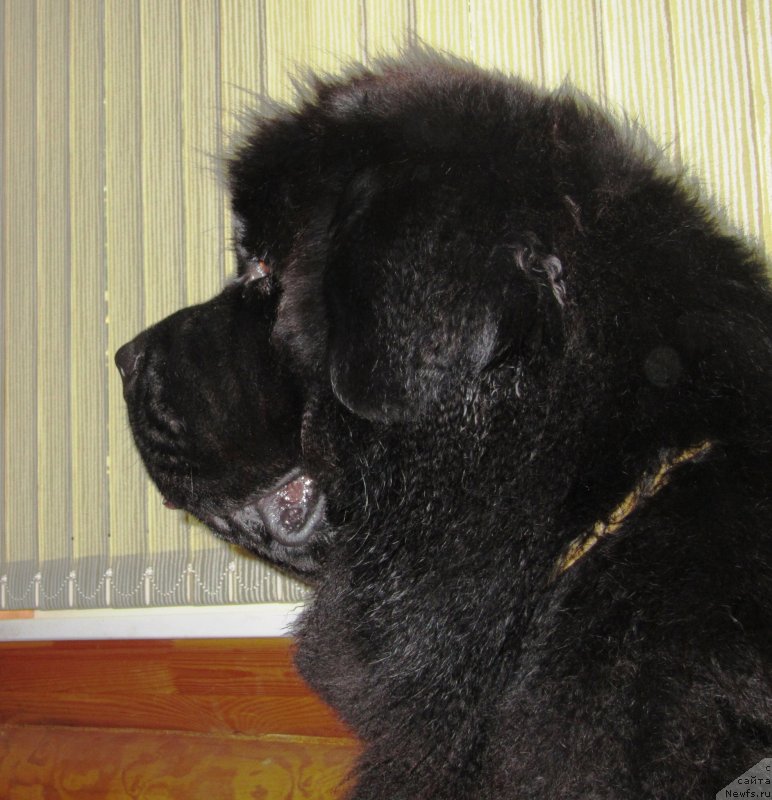 Фото: ньюфаундленд Very Fairweathers X'Got The Rhythm