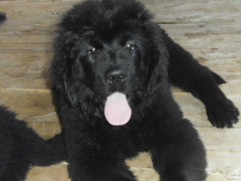 Фото: ньюфаундленд Вавилония Бест, ньюфаундленд Вавилония Бест