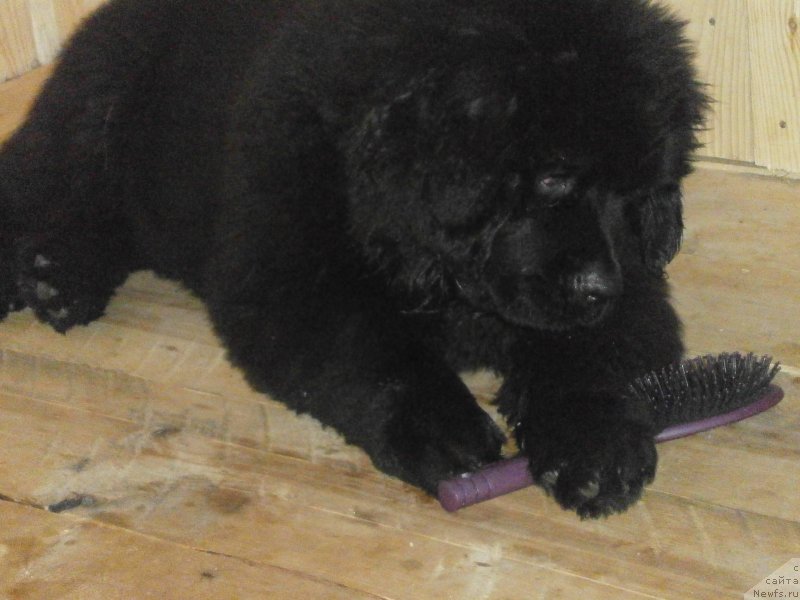 Фото: ньюфаундленд Вавилония Бест, ньюфаундленд Вавилония Бест, ньюфаундленд Вавилония Бест, ньюфаундленд Ванилла Кока-Кола, ньюфаундленд Ванилла Кока-Кола, ньюфаундленд Ванилла Кока-Кола, ньюфаундленд Ванилла Кока-Кола, ньюфаундленд Ванилла Кока-Кола, ньюфаундленд Ванилла Кока-Кола, ньюфаундленд Ванилла Кока-Кола, ньюфаундленд Ванилла Кока-Кола, ньюфаундленд Ванилла Кока-Кола, ньюфаундленд Вавилония Бест, ньюфаундленд Вавилония Бест, ньюфаундленд Вавилония Бест, ньюфаундленд Вавилония Бест, ньюфаундленд Вавилония Бест, ньюфаундленд Вавилония Бест, ньюфаундленд Ванилла Кока-Кола