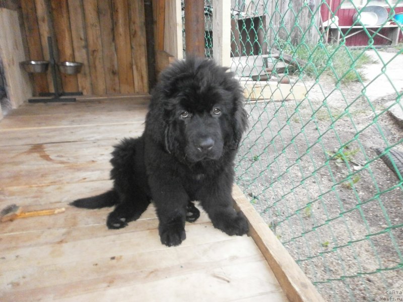 Фото: ньюфаундленд Ванилла Кока-Кола, ньюфаундленд Ванилла Кока-Кола