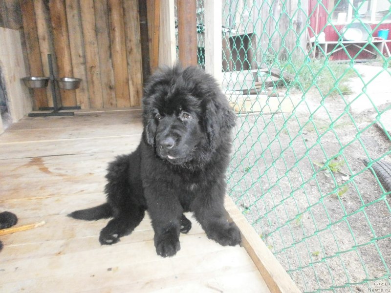 Фото: ньюфаундленд Ванилла Кока-Кола