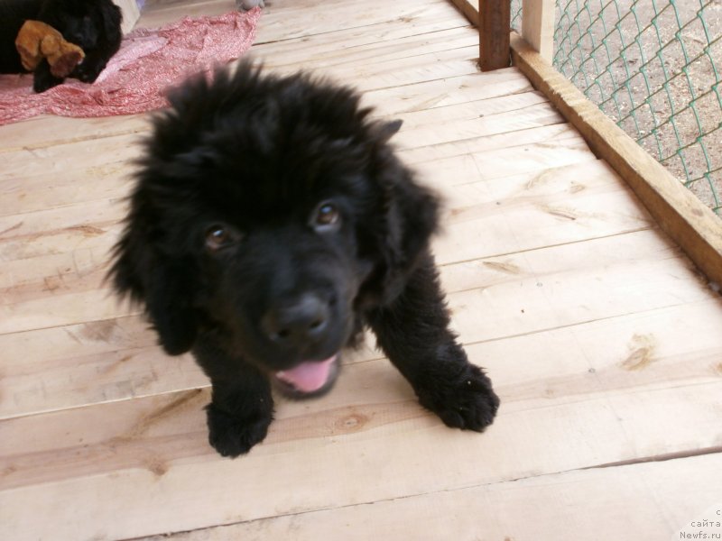 Фото: ньюфаундленд Ванилла Кока-Кола