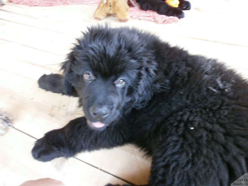 Фото: ньюфаундленд Ванилла Кока-Кола