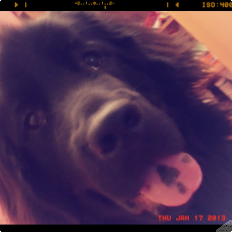 Фото: ньюфаундленд Даанич Бона Урсидо