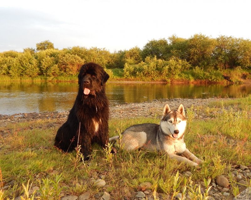 Фото: ньюфаундленд Красавица Кори Дроссер