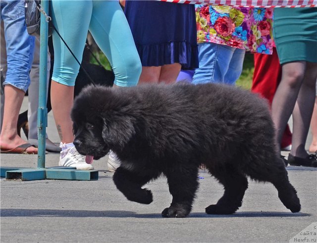 Фотография № 131302