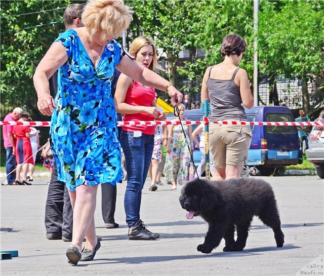 Фото: ньюфаундленд Сент Джонс Жискар Д'Эстен Эдмон (Sent Djons Zhiscar D'Estaing Edmon)