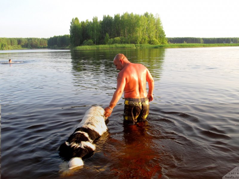 Фото: Алексей Нистратов, ньюфаундленд Супер Бизон Екатеринбург (Super Bizon Ekaterinburg)